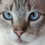 Como a localização da tigela afecta o apetite do seu animal de estimação: a geografia do conforto no seu apartamento como-a-localizacao-da-tigela-afecta-o-apetite-do-seu.jpg