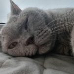 Como um gato escolhe o favorito da família: a alquimia das preferências sem regras como-um-gato-escolhe-o-favorito-da-familia-a-alquimia.jpg