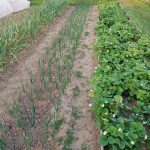 E se cobrir um canteiro com serradura fresca: os perigos ocultos de um material popular e-se-cobrir-um-canteiro-com-serradura-fresca-os-perigos.jpg