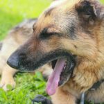 Inclinação da cabeça num cão: não é apenas um favor, mas um sinal importante para si inclinacao-da-cabeca-num-cao-nao-e-apenas-um-favor.jpg