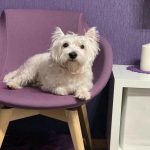 O cérebro adormecido de um cão: porque precisa de sonhar e o que experimenta o-cerebro-adormecido-de-um-cao-porque-precisa-de-sonhar.jpg