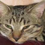 O que acontece quando o ronronar de um gato é gravado em filme: uma sinfonia silenciosa para a saúde o-que-acontece-quando-o-ronronar-de-um-gato-e.jpg