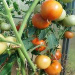Porque é que a liga vertical dos tomates é um erro que rouba a colheita: fisiologia em vez de hábito porque-e-que-a-liga-vertical-dos-tomates-e-um.jpg