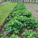 Porque é que as bactérias do solo são mais importantes do que os fertilizantes caros: o mundo debaixo dos nossos pés de que não nos apercebemos porque-e-que-as-bacterias-do-solo-sao-mais-importantes.jpg