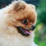 Porque é que o seu cão lambe a sua cara: um gesto que mistura instinto e história porque-e-que-o-seu-cao-lambe-a-sua-cara.jpg