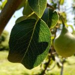 Quando uma árvore não precisa de uma gota de água: o paradoxo da rega no outono quando-uma-arvore-nao-precisa-de-uma-gota-de-agua.jpg